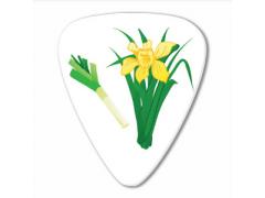 World Country Series - Wales - Daffodils Pick