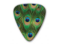 Themed Series Animal Guitar Picks Print - Peacock